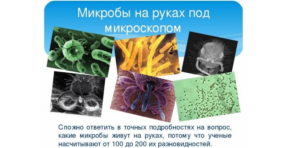 Контрольная работа по теме Стафилококковые бактерии и их влияние на организм человека
